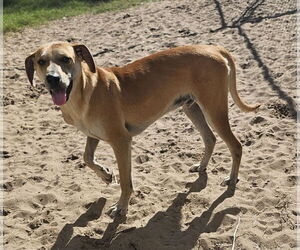 Mutt Dogs for adoption in Melrose, FL, USA