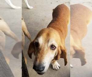 Basset Hound Dogs for adoption in Corpus Christi, TX, USA