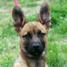 Medium Photo #1 German Shepherd Dog-Unknown Mix Puppy For Sale in Yardley, PA, USA