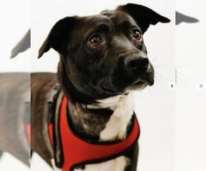 Labrador Retriever Dogs for adoption in Princeton, MN, USA