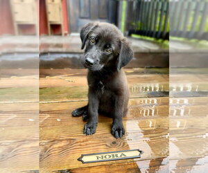 Labrador Retriever-Unknown Mix Dogs for adoption in Oakhurst, NJ, USA