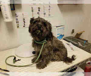 Shih Tzu Dogs for adoption in Bakersfield, CA, USA