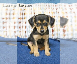 Chiweenie Dogs for adoption in Wakefield, RI, USA