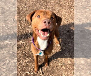 Labralas Dogs for adoption in Waterford, VA, USA