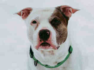 American Staffordshire Terrier Dogs for adoption in Grasswood, Saskatchewan, Canada