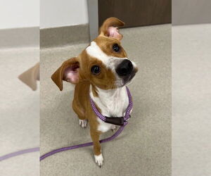 Mutt Dogs for adoption in Baytown, TX, USA