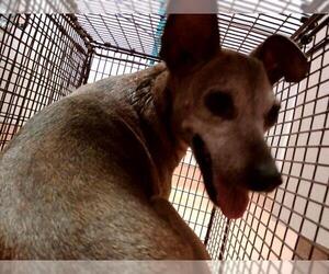 Miniature Pinscher Dogs for adoption in Martinez, CA, USA