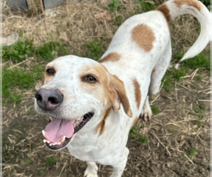 Pointer-Unknown Mix Dogs for adoption in Shreveport, LA, USA