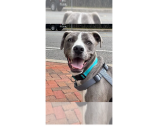 Labrador Retriever-Unknown Mix Dogs for adoption in Greenbelt, MD, USA