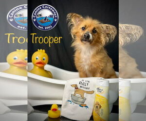 Paperanian Dogs for adoption in Arcadia, FL, USA