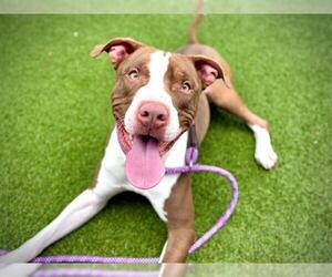 American Pit Bull Terrier Dogs for adoption in Orlando, FL, USA