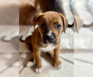 Black and Tan Coonhound-Labrador Retriever-Labrador Retriever Mix Dogs for adoption in Cave Creek, AZ, USA