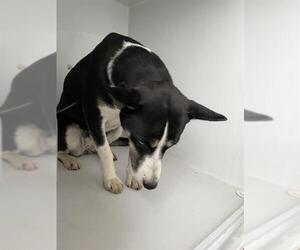 Huskies -Labrador Retriever Mix Dogs for adoption in Houston, TX, USA