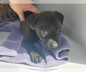 Labrador Retriever-Unknown Mix Dogs for adoption in Houston, TX, USA