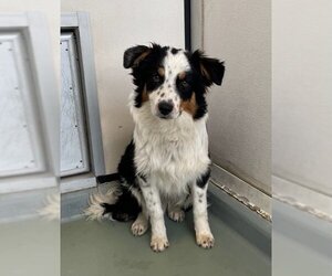 Australian Shepherd Dogs for adoption in Riverside, CA, USA