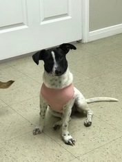 Medium Photo #1 Jack Russell Terrier-Unknown Mix Puppy For Sale in Rockaway, NJ, USA