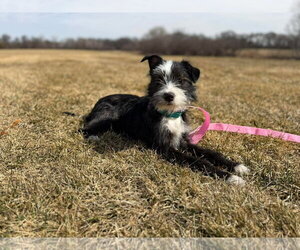 Mutt Dogs for adoption in Minneapolis, MN, USA