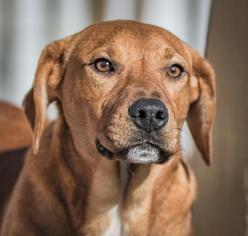 Medium Photo #1 Beagle Puppy For Sale in Walnutport, PA, USA