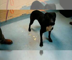 Mutt Dogs for adoption in Tulsa, OK, USA