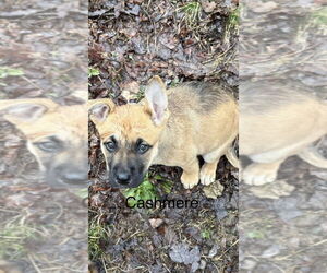 Mutt Dogs for adoption in Springdale, PA, USA