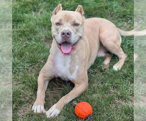 American Staffordshire Terrier-Unknown Mix Dogs for adoption in Cranford, NJ, USA