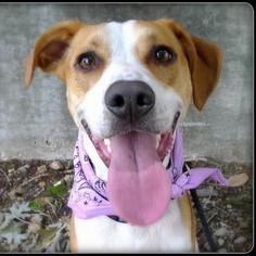 Medium Photo #1 Beagle-Unknown Mix Puppy For Sale in Helena, AL, USA