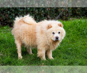 Chow Chow Dogs for adoption in El Cajon, CA, USA