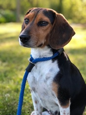Beagle Dogs for adoption in Hernando, MS, USA