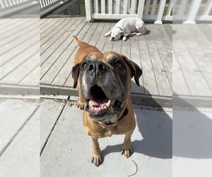 Mastiff Dogs for adoption in Louisville, KY, USA