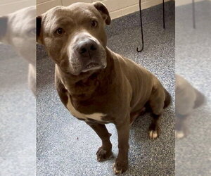 Mutt Dogs for adoption in Grovetown, GA, USA