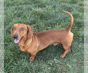 Dachshund Dogs for adoption in Hesperia, CA, USA