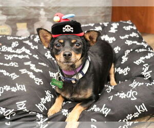 Miniature Pinscher-Unknown Mix Dogs for adoption in Victorville, CA, USA
