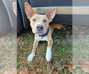 Carolina Dog-Unknown Mix Dogs for adoption in Derwood, MD, USA