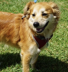 Mutt Dogs for adoption in Lake Elsinore, CA, USA