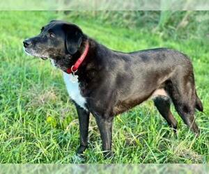 Black and Tan Coonhound-Labrador Retriever-Labrador Retriever Mix Dogs for adoption in Shaftsbury, VT, USA