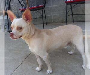 Chihuahua-Unknown Mix Dogs for adoption in Staley, NC, USA