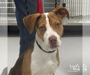 Mutt Dogs for adoption in Washington, DC, USA