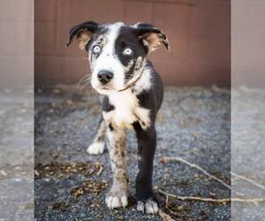 Australian Shepherd-Unknown Mix Dogs for adoption in Plymouth, MN, USA