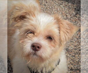 Shih Tzu-Unknown Mix Dogs for adoption in Huntley, IL, USA