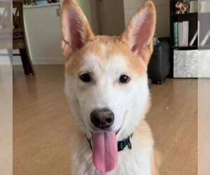 Shiba Inu Dogs for adoption in San Ramon, CA, USA
