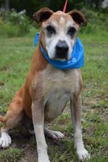 Boxer-Unknown Mix Dogs for adoption in Brevard, NC, USA