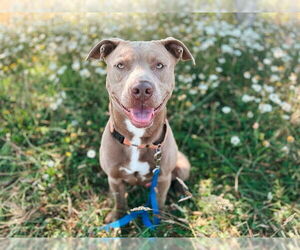 American Pit Bull Terrier Dogs for adoption in McKinleyville, CA, USA