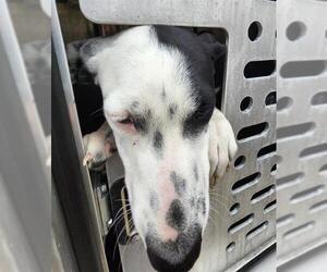 American Staffordshire Terrier-Unknown Mix Dogs for adoption in San Antonio, TX, USA