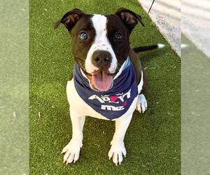 American Staffordshire Terrier-Unknown Mix Dogs for adoption in Fort Lauderdale, FL, USA