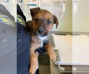 Carolina Dog Dogs for adoption in Corpus Christi, TX, USA