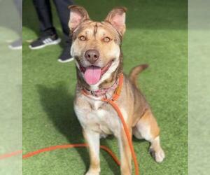American Pit Bull Terrier-Unknown Mix Dogs for adoption in Camarillo, CA, USA