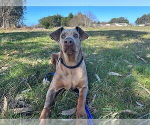 Doberman Pinscher Dogs for adoption in McKinleyville, CA, USA