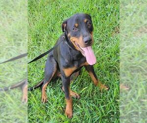 Rottweiler-Unknown Mix Dogs for adoption in San Antonio, TX, USA