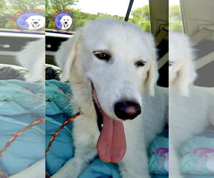 Great Pyrenees Dogs for adoption in Spring, TX, USA