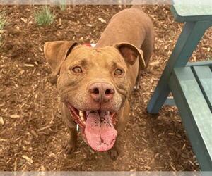 American Pit Bull Terrier Dogs for adoption in Denver, CO, USA